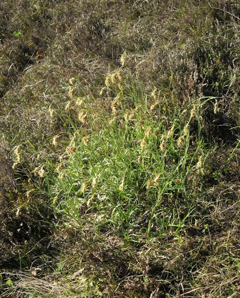 Luzula hispanica en fleurs dans les pelouses ouvertes des Pyrénées